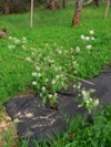 Muchovník Prince William - částečně odkvetená rostlina s rovnátkama (28.4.2011)
