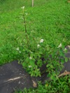 Muchovník Smoky - první květy na této rostlině (28.4.2011)