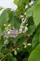 Asimina Potomac s nasazenými plody