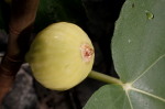 Fík Trojano s typickou kapkou nektaru (20170905)