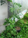 Fíkovník 'Nin' - venkovní stanoviště kontejnerované rostliny (20110725)