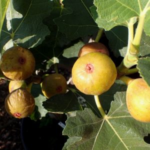 Campaniere Campaniere