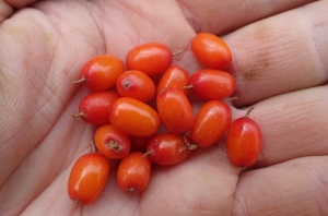 Červeně vybarvené plody rakytníku Sibirskyj Rumjaněc (2017-07-26)