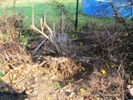 Obkopaný keř zimolezu č. 44 na zahradě pana Koly (2011-11-03)
