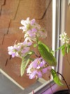 Kvetoucí semenáč muchovníku Prince William umístěný v bytě - po 3 týdnech od odzimování (2012-02-25)