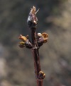 Zimolez Amur - otevřené a dosti poškozené květní pupeny (2012-02-25)