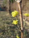 Dřín Lutea - mladá rostlina letos poprvé kvete (2012-03-28)