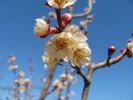 Meruňka Bergeron - květy poškozené mrazem, přesto nějaká úroda bude (2012-04-18)
