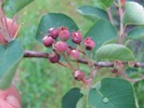 Plody muchovníku poškozené hmyzem - housenkami a květopasy (2012-06-03)