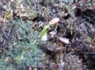 Klíčící semeno hybridu zimolezu (2012-07-11)