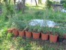 Stav loňských řízkovanců sibiřských odrůd rakytníku (2012-07-11)