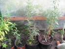 Semenáče rakytníku Avgustina devět měsíců od výsevu (2012-10-01)