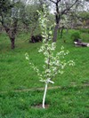 Kvetoucí kříženec Aprimira (2013-05-01)