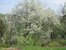 Největší strom zahrady - třešeň v plném květu (2013-05-01)