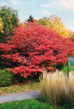 Červeně zbarvené listí muchovníku na podzim