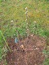 Květní pupeny muchovníku Paloma (2014-03-19)
