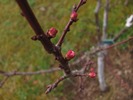 Stav květních pupenů na meruňkách (2014-03-19)