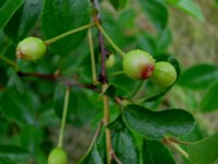 První plody na křovité višni (2015-05-20)