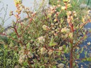Kanadské borůvky se chystají ke květu (2016-04-13)