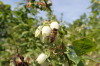 Kromě čmeláků pomáhají opylovat kanadky i včely (2017-05-16)