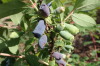 Modrají první plody zimolezu (2017-05-16)