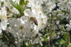 Detail květů keřové višně (2018-04-20)