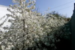 Kvetoucí keřové višně (2020-04-18)
