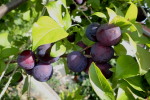 Zralé plody cherryplum Nadia (2022-07-16)