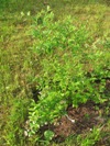 Kanadská borůvka Darrow - kvetoucí výhony na mladé rostlině (20110521)