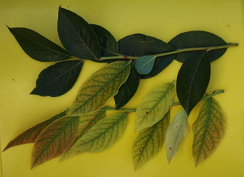 kanadská borůvka - srovnání zdravých a chlorotických listů