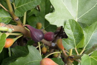 Pozdnější odrůda Negronne (2019-09-17)
