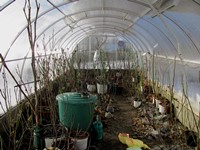 Pohled do skleníku po opadu většiny listí (2016-01-22)