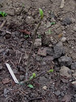 Rašící mladá rostlina ve skleníku (2015-03-29)