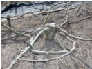 Japonský způsob zapěstování kosterních větví fíkovníku