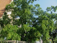 Vzrostlý strom jujuby ve slovenské Nitře