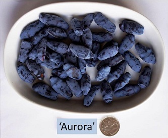 zimolez kamčatský (haskap) - velikost a tvar odrůdy Aurora