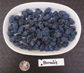 zimolez kamčatský (haskap) - velikost a tvar odrůdy Borealis