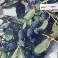 zimolez kamčatský - odrůda Bažovskaja