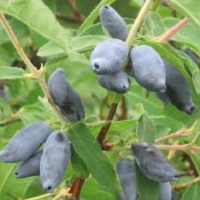 zimolez kamčatský - odrůda Čulymskaja