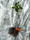 Muchovník Honeywood - světlé výhony vyrašené cestou z Kanady už nabírají barvu (28.4.2011)