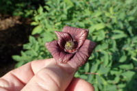 Květ asiminy - následné, samčí stádium (2018-05-03)