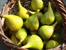 Paimpol - plody sklizené z mateřské rostliny