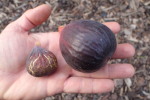 Srovnání velikosti odrůdy Sal's (vlevo) a Red Baron (20180909)