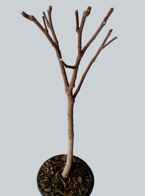 Ukázka fíkovníku zapěstovaného jako stromek