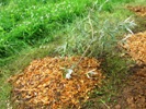 Rakytník Sluníčko - po přesazení z květináče do volné půdy (20110613)