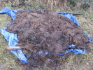 Zazimovaný fíkovník pod plachtou a zetlelou trávou (2012-01-08)
