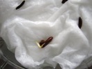 Klíčící semeno odrůdy rakytníku Avgustina po cca jednom týdnu od výsevu (2012-02-04)
