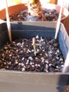 Semenáč rakytníku Avgustina zhruba 14 dní od zasazení (2012-02-10)