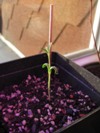 Semenáč rakytníku Avgustina starý 1 měsíc (2012-02-25)