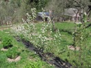 Kvetoucí muchovníková alej - za 3 dny bylo po všem (2012-05-03)